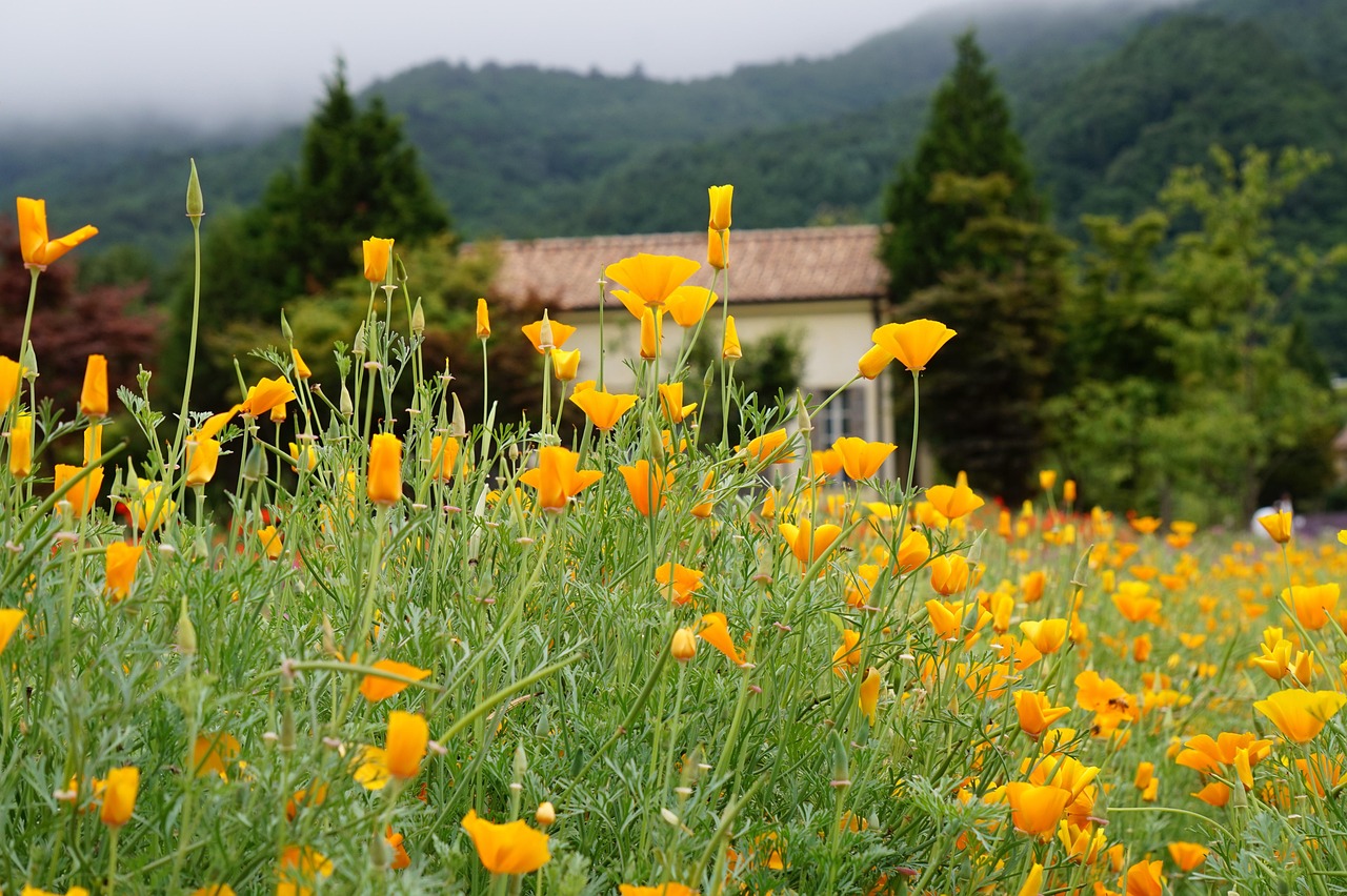 积目实名账号：焦点平台注册开户