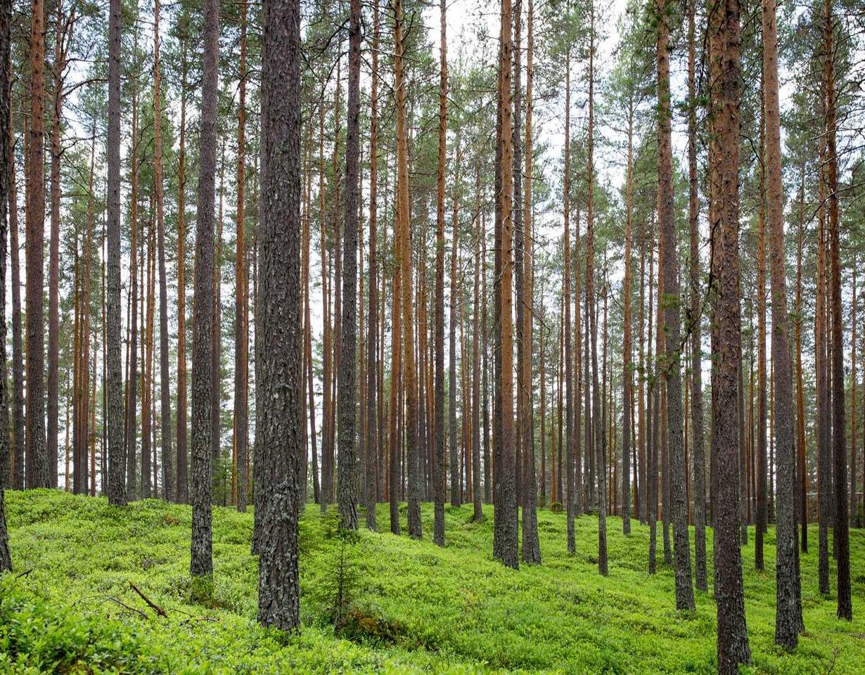 如何在SEO中使用Javascript